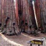 La Camera The House Congress Trail Sequoia NP California USA