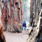 Il Senato The Senate group of sequoia Congress Trail Sequoia NP CA USA