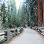 Ormai ci siamo… The section of the trail near General Sherman Tree Sequoia NP California USA