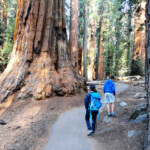 Vieni presto il mattino... Walking on the Congress Trail in Sequoia NP California USA
