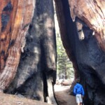 Più che il fuoco i nemici veri delle sequoie sono il vento e l’erosione Walking through a big sequoia damaged by fire Congress Trail Sequoia NP California USA