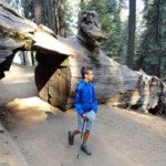 Le sorprese non sono finite Walking under a fallen sequoia Congress Trail Sequoia NP California USA