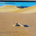 Non lo incontreremo… Sidewinder Rattlesnake Mesquite Sand Dunes Death Valley National Park California USA
