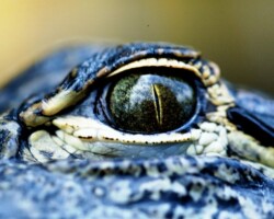I Migliori Tours Organizzati alle Everglades da Miami
