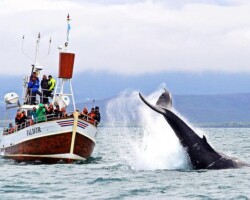 The Best Whale Watching Tours in HúsavÃk The Best Whale Watching Tours in HúsavÃk